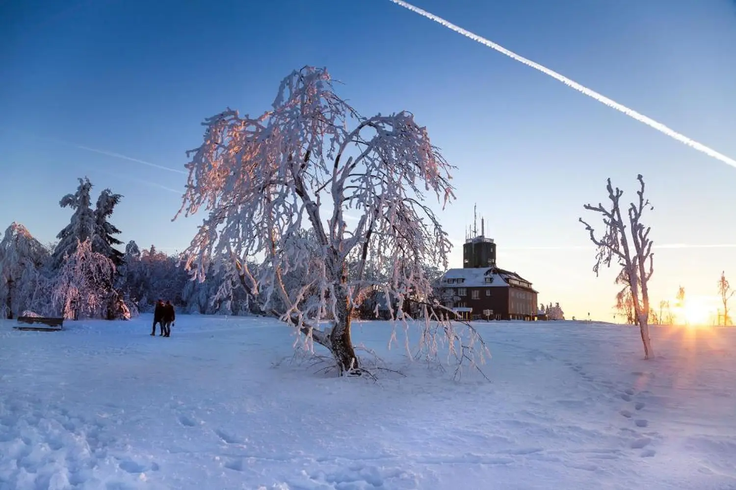 DE SUITE – Winterberg Deluxe, met sneeuw bedekte boom