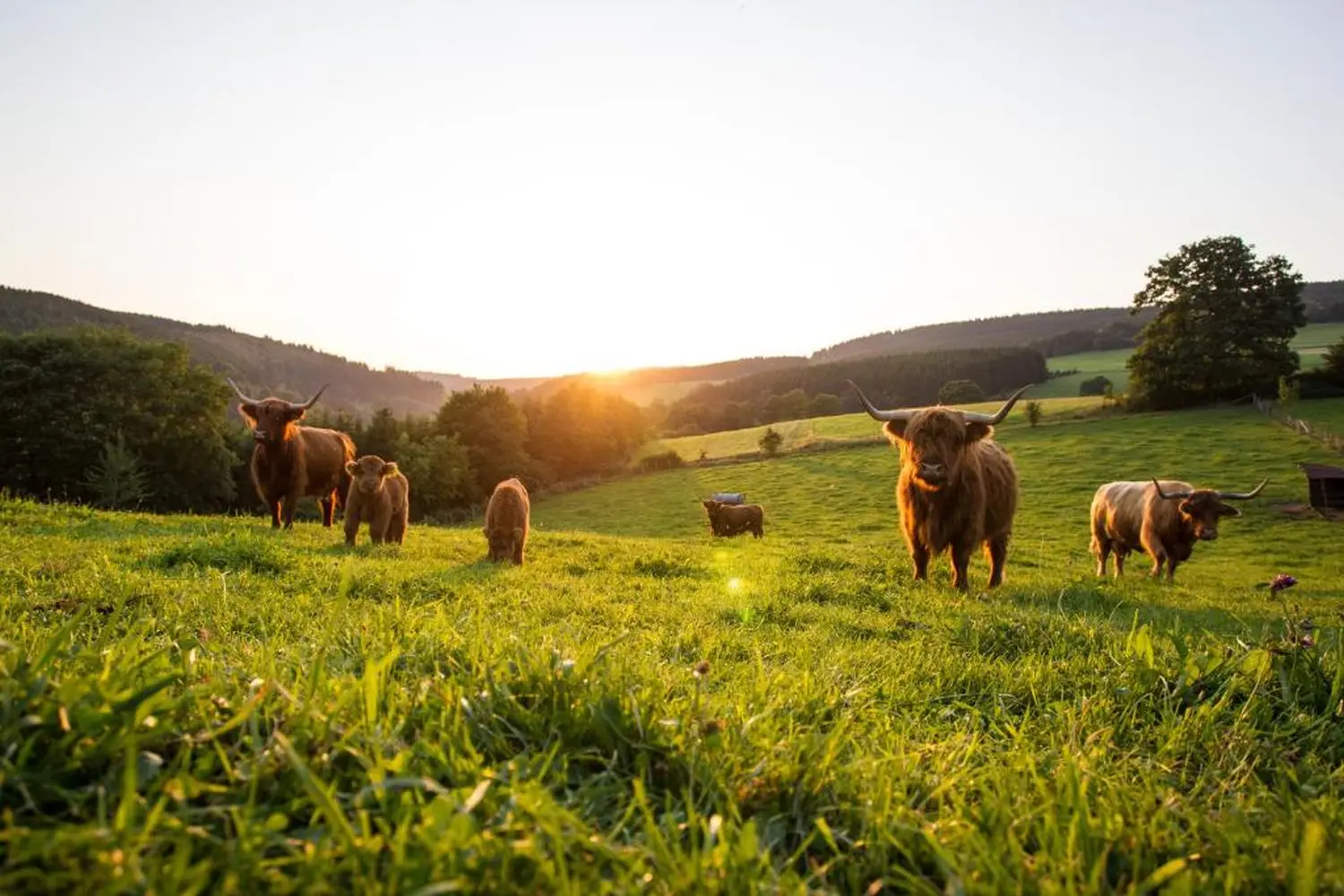 DE SUITE – Winterberg Deluxe, yaks op het platteland
